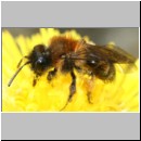 Andrena bicolor - Sandbiene w08a 8mm.jpg